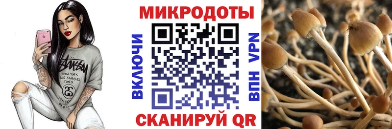 Псилоцибиновые грибы Psilocybine cubensis  Чекалин 